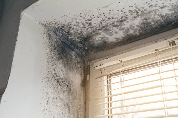 Affordable Black Mold Remediation solutions in Millmont, PA